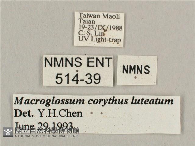 平帶長喙天蛾藏品圖，第3張