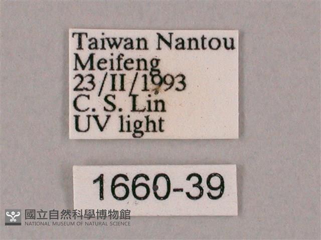 井上氏絨毛天蛾藏品圖，第3張