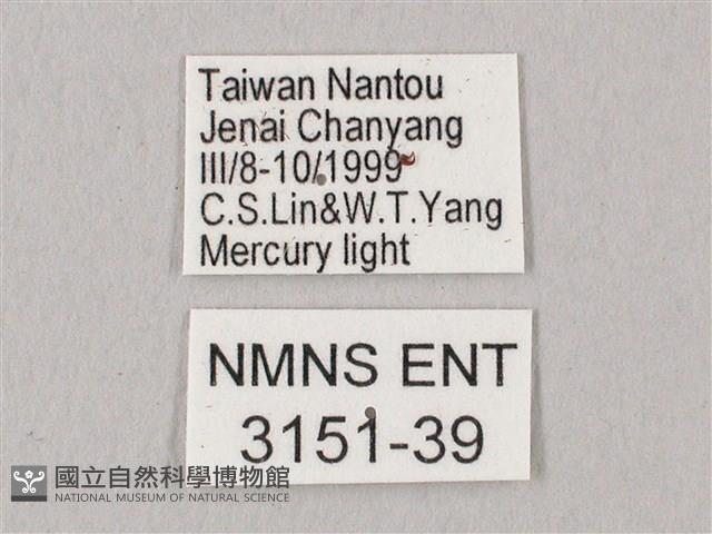 栗六點天蛾藏品圖，第3張