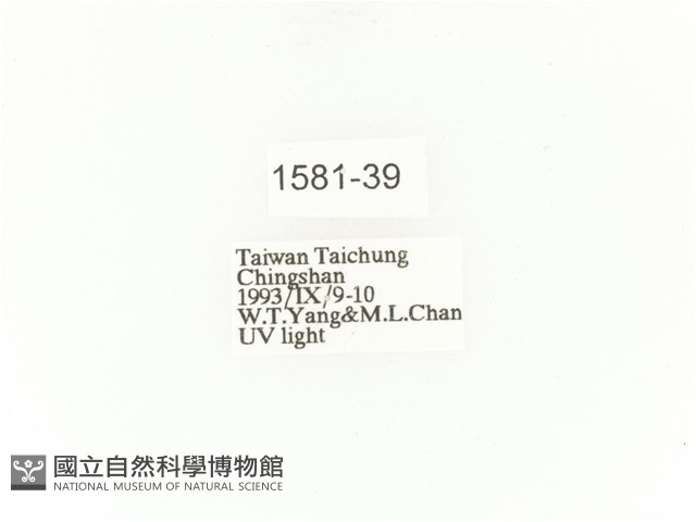 小扇角金龜藏品圖，第2張