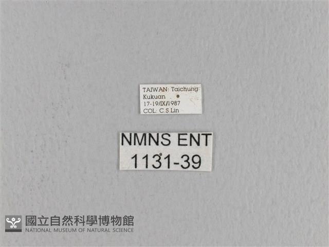 松大毛蟲藏品圖，第3張