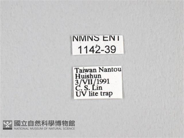 寬帶青鳳蝶藏品圖，第3張