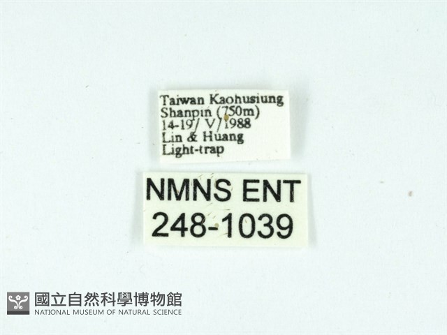 長腳大織蛾藏品圖，第3張