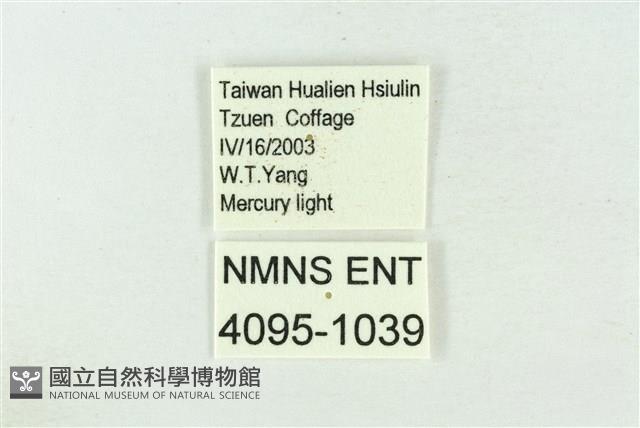 印華波紋蛾藏品圖，第3張