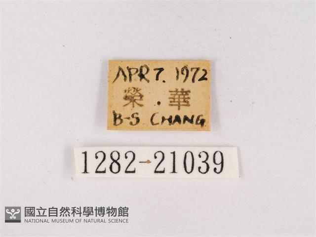 嫵琉灰蝶藏品圖，第3張