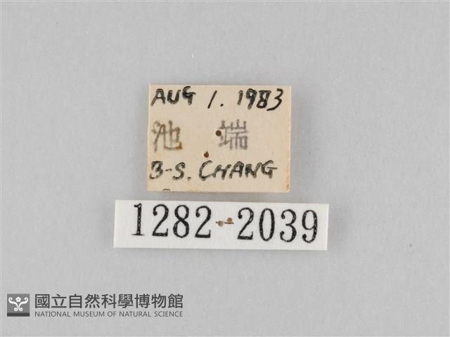 長斑擬燈蛾藏品圖，第3張