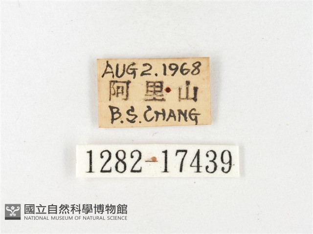 黃裙豔粉蝶藏品圖，第3張