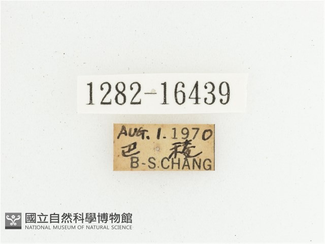 綠艷長腳花金龜藏品圖，第2張