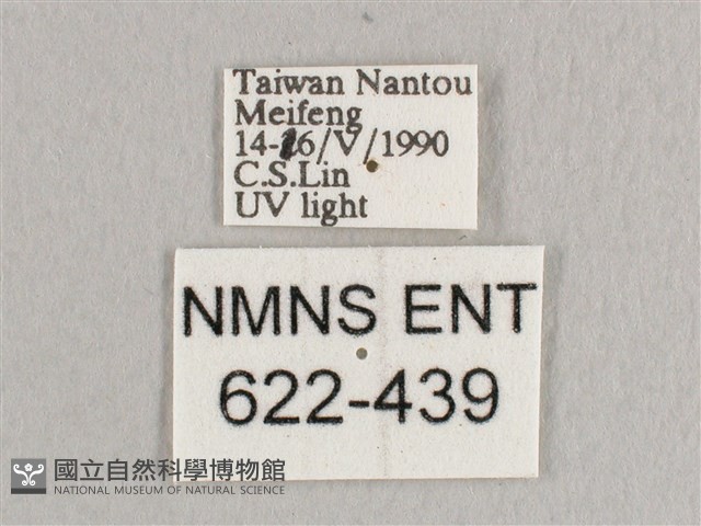 銀端帶鉤蛾藏品圖，第3張