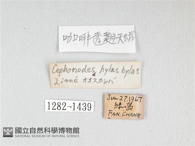 大透翅天蛾藏品圖，第3張