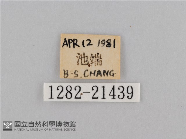 深山黛眼蝶藏品圖，第3張