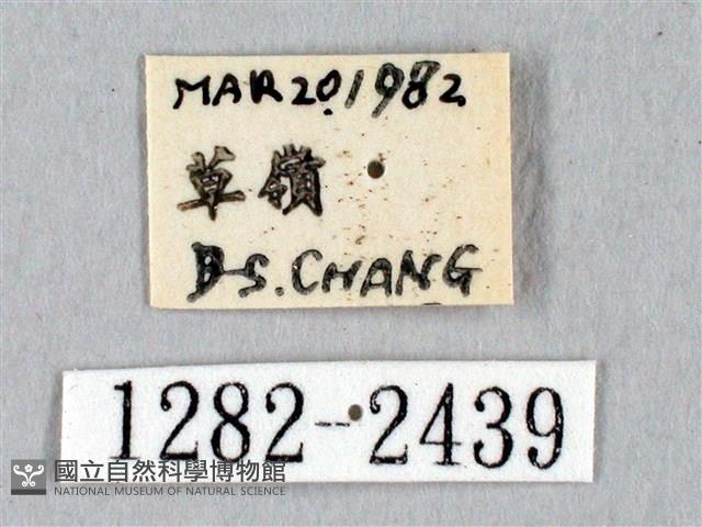 黑胸帶蛾藏品圖，第3張