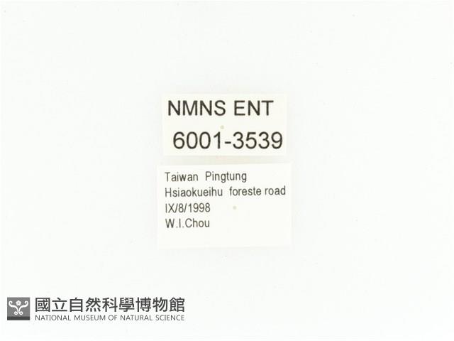 小扇角金龜藏品圖，第2張