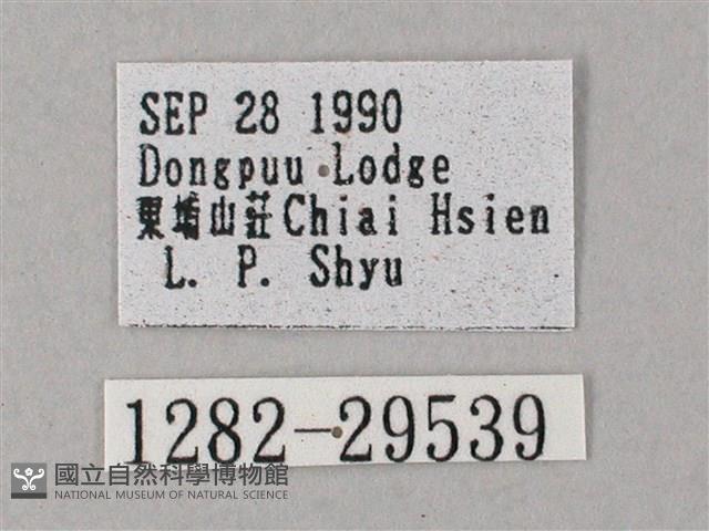 臺灣白肩天蛾藏品圖，第3張