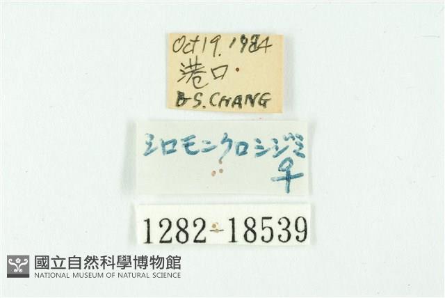 黑丸灰蝶藏品圖，第3張