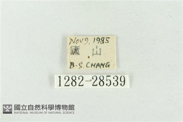 印華波紋蛾藏品圖，第3張