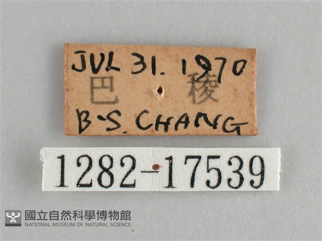 鱗紋眼蛺蝶藏品圖，第3張