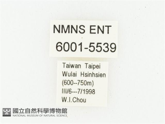 灰斑擬黑花金龜藏品圖，第2張