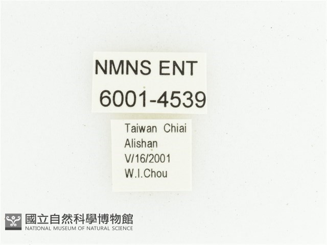 巴蘭陷紋金龜藏品圖，第2張