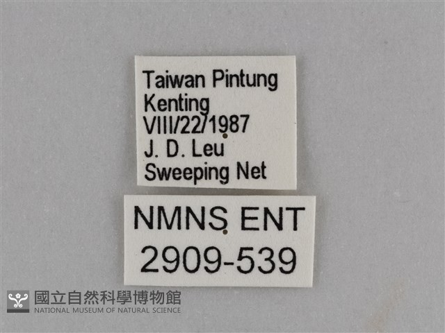 異紋紫斑蝶藏品圖，第3張