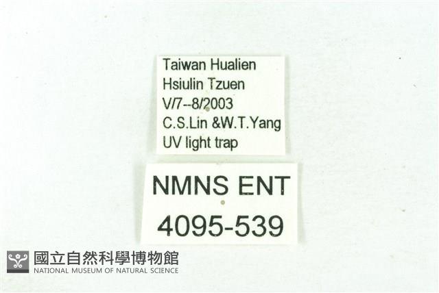 臺雪苔蛾藏品圖，第3張
