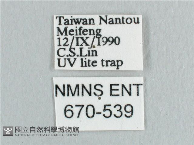 銀端帶鉤蛾藏品圖，第3張