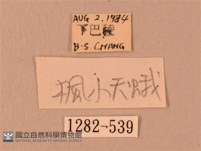 楓天蛾藏品圖，第3張