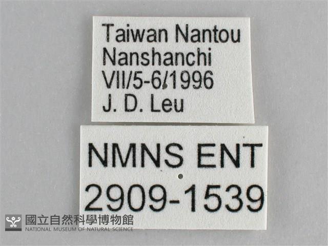 鋸粉蝶藏品圖，第3張