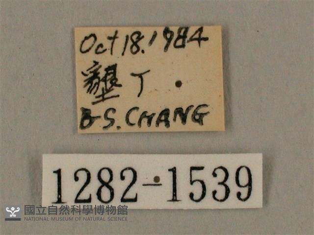 叉帶長喙天蛾藏品圖，第3張