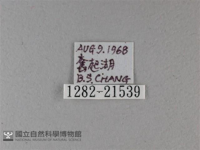 小星弄蝶藏品圖，第3張