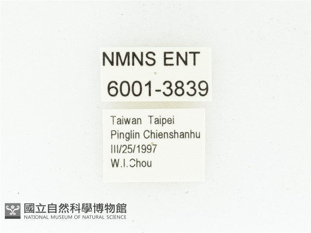 黑斑陷紋金龜藏品圖，第2張