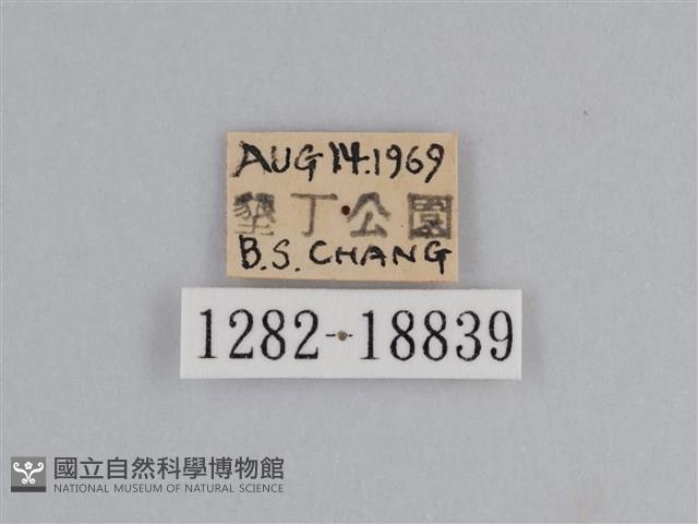 雲紋尖粉蝶藏品圖，第3張