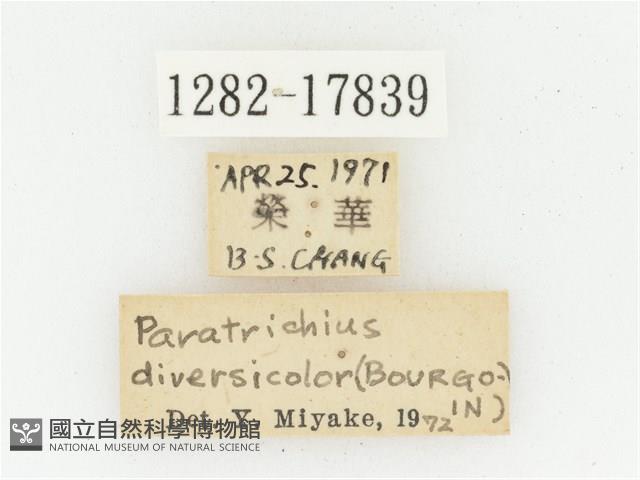 血紅虎斑花金龜藏品圖，第2張