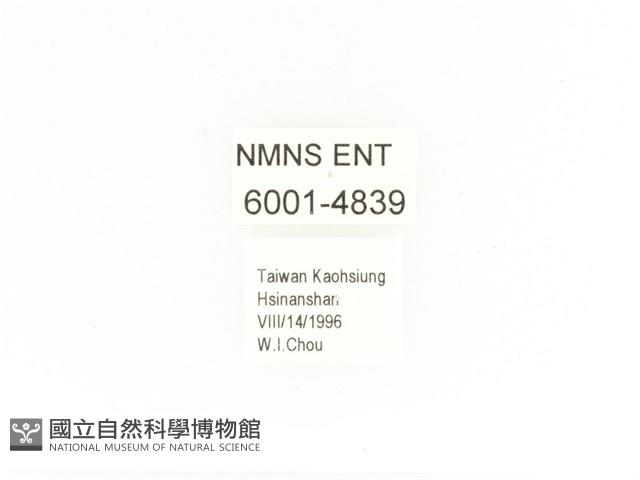 毛翅騷金龜藏品圖，第2張