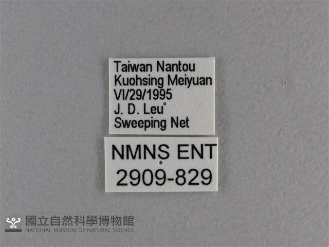 小雙尾蛺蝶藏品圖，第3張