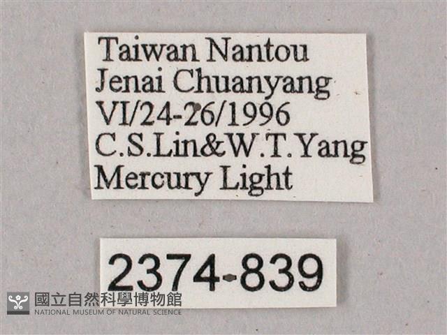 榆綠天蛾藏品圖，第3張