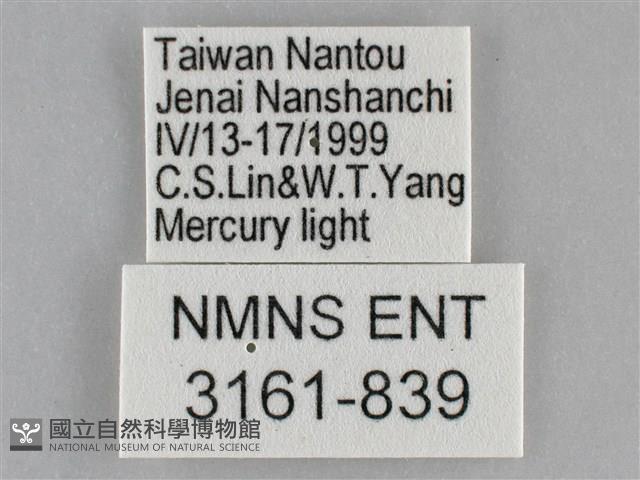 眉原褐刺蛾藏品圖，第3張