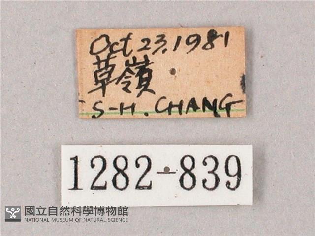 雙斑白肩天蛾藏品圖，第3張