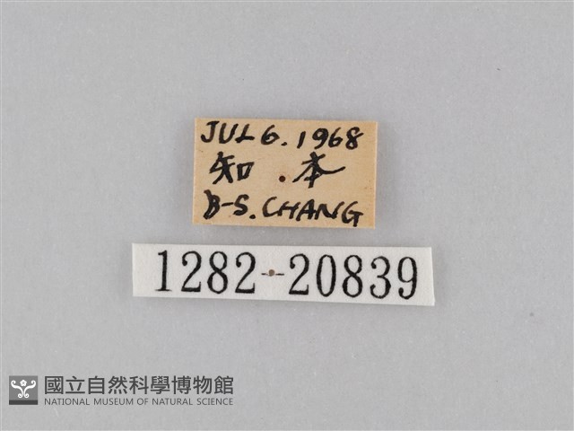 小波眼蝶藏品圖，第3張