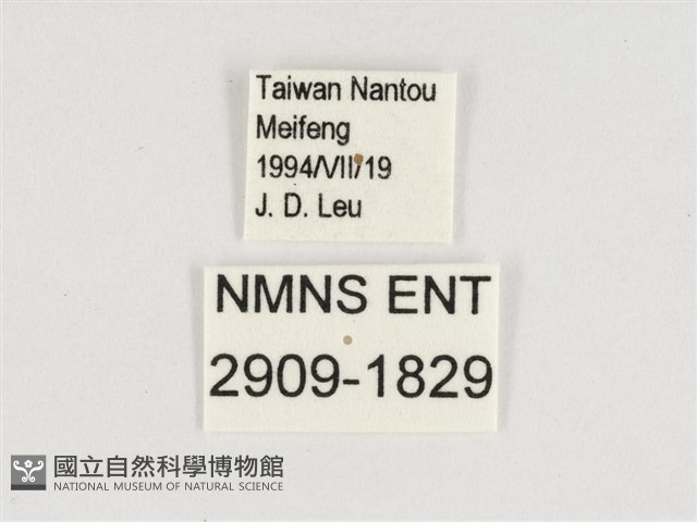 棕褐黛眼蝶藏品圖，第3張
