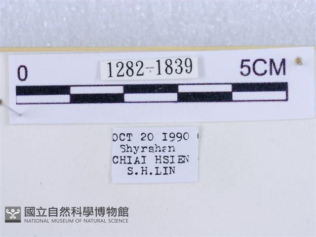 後凸蝶燈蛾藏品圖，第3張