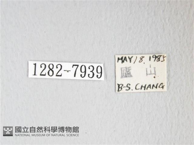 圓翅大鉤蛾藏品圖，第3張