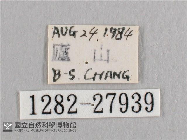 銀斑黃鉤蛾藏品圖，第3張