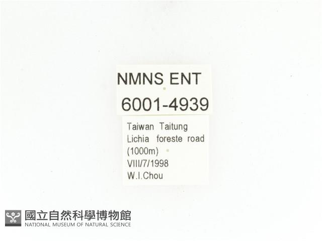 藍艷白點花金龜藏品圖，第2張