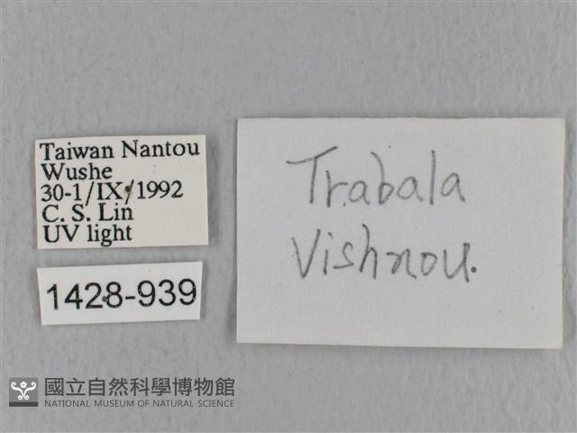 青枯葉蛾藏品圖，第3張