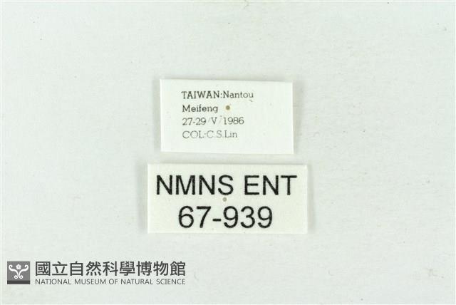 連珠波紋蛾藏品圖，第3張