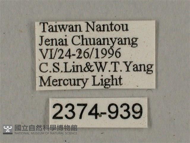 廣東鷹翅天蛾藏品圖，第3張