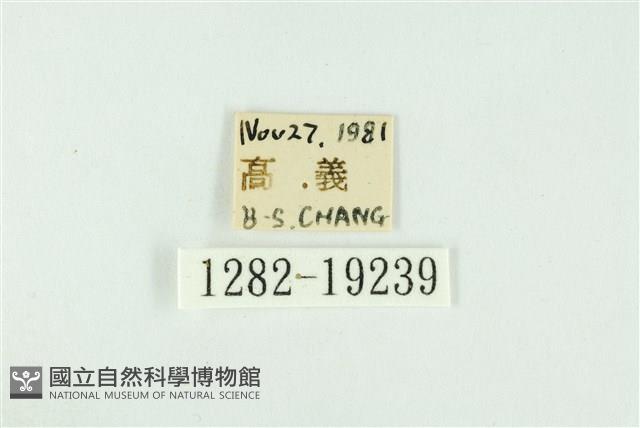 黑翅黃毒蛾藏品圖，第3張