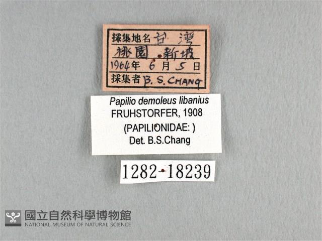 花鳳蝶、無尾鳳蝶藏品圖，第3張