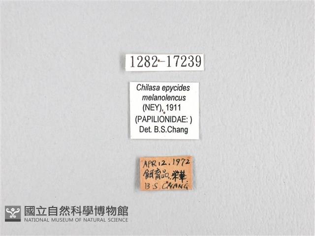 黃星斑鳳蝶藏品圖，第3張